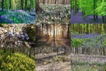 Waldblumen.pps auf www.funpot.net