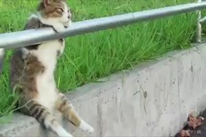coole Katzen
