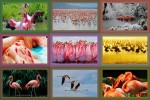Flamingos.ppsx auf www.funpot.net