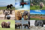 Elephants-2---Elefanten-2.ppsx auf www.funpot.net