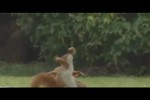 Ballkünstler.mp4 auf www.funpot.net