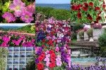 Petunias---Petunien.ppsx auf www.funpot.net