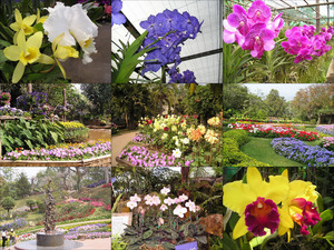 klicke hier, um die Datei herunterzuladen Thailand- Der königliche Garten