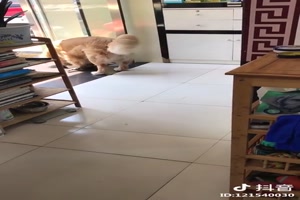 die Katze wars
