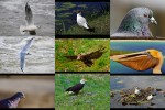 Vögel.ppsx auf www.funpot.net