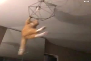 Katzen