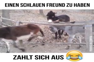 Schlauer Freund