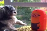 Spielzeuge-fuer-Tiere.mp4 auf www.funpot.net