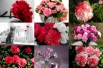 Carnations---Nelken.ppsx auf www.funpot.net