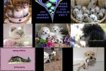 Bilder-Galerie---Tiere.pps auf www.funpot.net
