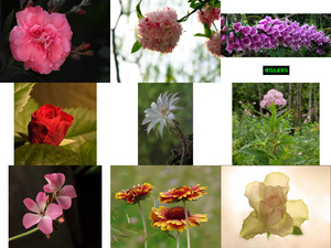 klicke hier, um die Datei herunterzuladen Art Photo - Flowers 5 - Kunstfoto - Blumen 5