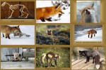 Der-Fuchs.ppsx auf www.funpot.net