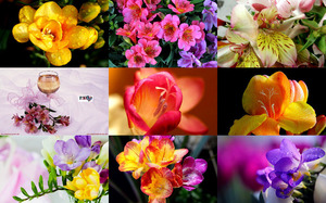klicke hier, um die Datei herunterzuladen Freesias - Freesien