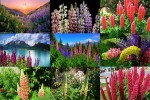 Lupines---Lupinen.ppsx auf www.funpot.net