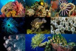 Unterwasserleben-2.ppsx auf www.funpot.net