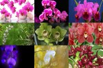 Orchideen.ppsx auf www.funpot.net