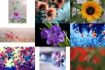 Des-Fleurs---Blumen.pps auf www.funpot.net