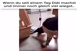 wenn der Hund Di�t macht