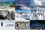 Pinguine-2.ppsx auf www.funpot.net