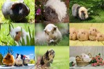 Meerschweinchen.ppsx auf www.funpot.net