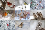 Vögel-im-Schnee.ppsx auf www.funpot.net