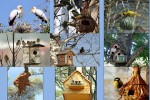 Schöne-Vogelnester.pps auf www.funpot.net