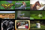 Tiere.pps auf www.funpot.net