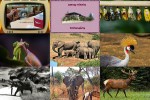 Tiere.pps auf www.funpot.net