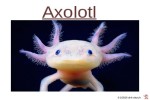 ungewöhnliche-Tiere---Axolotl.pps auf www.funpot.net