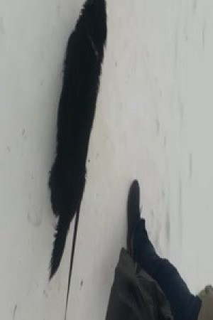 Hund wird zum arbeiten eingesetzt