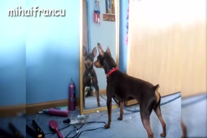 Hunde bellen ihr Spiegelbild an 