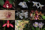 Orchideenbilder.ppsx auf www.funpot.net