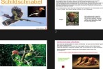 ungewöhnliche-Tiere---Schildschnabel.pps auf www.funpot.net