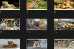 Tiger.pps auf www.funpot.net