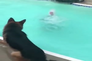 Rettungshund