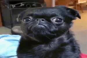 Ist ER nicht schoen....