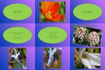 Fruehlingsboten.ppsx auf www.funpot.net