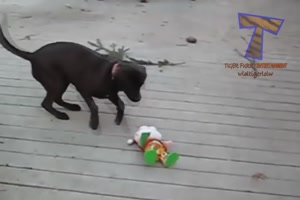 So lustig reagieren Hunde auf den Weihnachtsmann