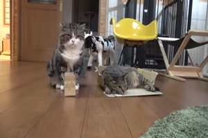 Den falschen Karton gew�hlt