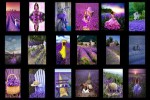 Lavendel.ppsx auf www.funpot.net