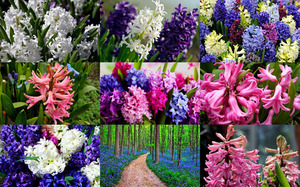 klicke hier, um die Datei herunterzuladen Hyacinths - Hyazinthen