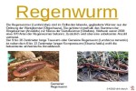 ungewöhnliche-Tiere---Regenwurm.pps auf www.funpot.net