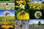 Dandelions---Löwenzahn.ppsx auf www.funpot.net