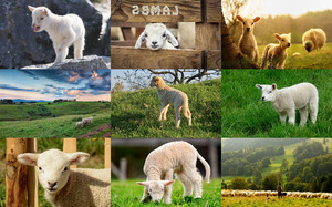 klicke hier, um die Datei herunterzuladen Lambs - Lämmer