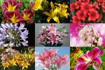 Lilies---Lilien.ppsx auf www.funpot.net