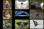 Vogel-Modenschau.pps auf www.funpot.net