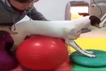 Hunde-Physio.mp4 auf www.funpot.net