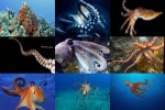 Octopus.ppsx auf www.funpot.net