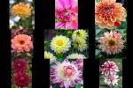 Dahlias---Dahlien.pps auf www.funpot.net
