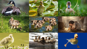 klicke hier, um die Datei herunterzuladen Enten